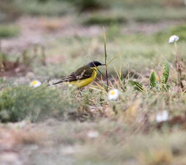 POR LOS CAMPOS DE PITILLAS-NAVARRA
