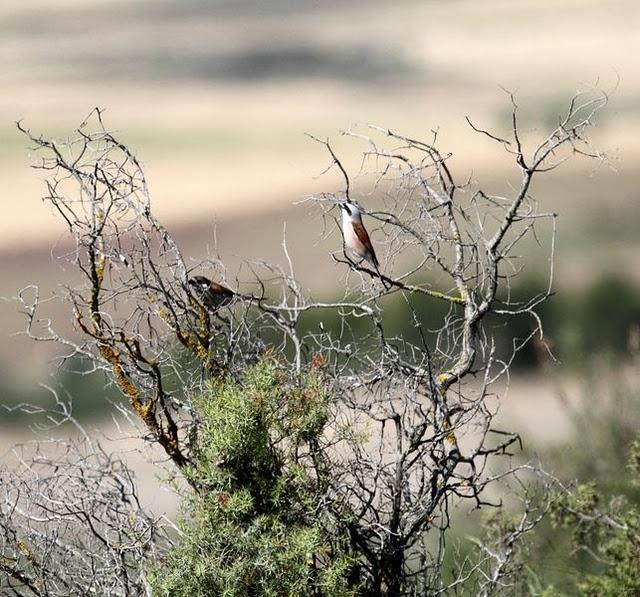 POR LOS CAMPOS DE PITILLAS-NAVARRA
