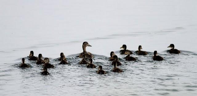 POR LOS CAMPOS DE PITILLAS-NAVARRA