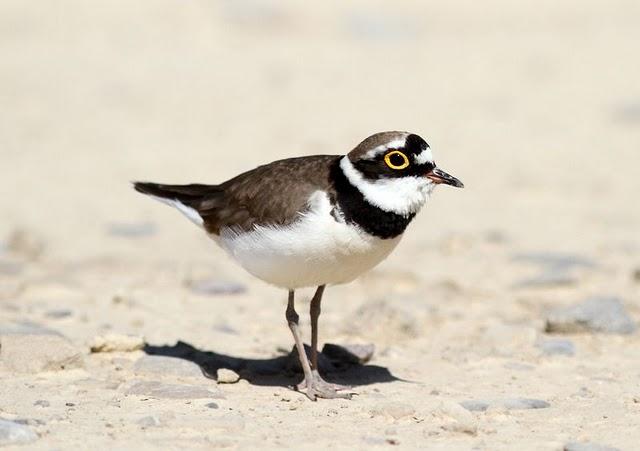 POR LOS CAMPOS DE PITILLAS-NAVARRA