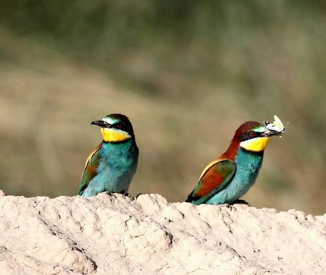 POR LOS CAMPOS DE PITILLAS-NAVARRA