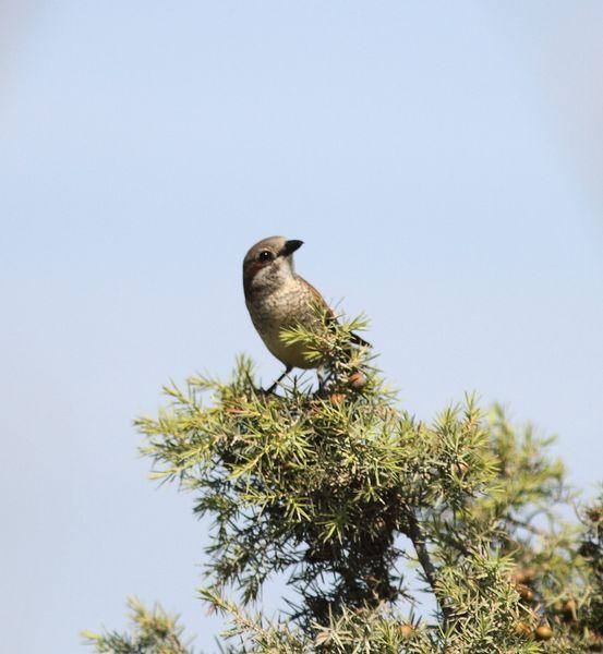 POR LOS CAMPOS DE PITILLAS-NAVARRA
