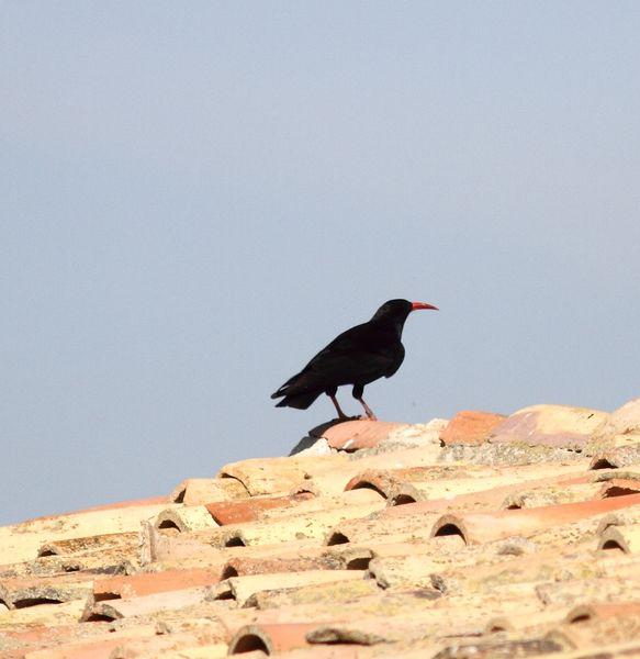 POR LOS CAMPOS DE PITILLAS-NAVARRA