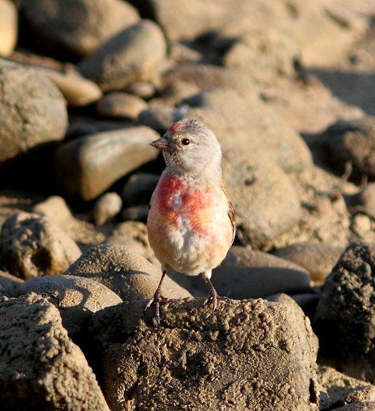POR LOS CAMPOS DE PITILLAS-NAVARRA