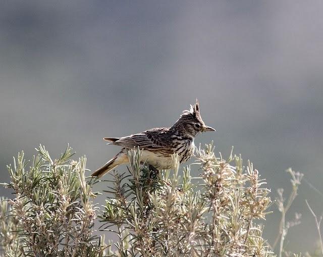 POR LOS CAMPOS DE PITILLAS-NAVARRA