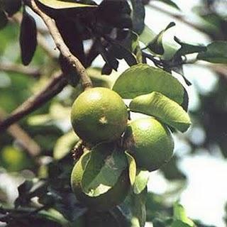 Aceite esencial de Bergamota