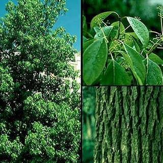 Aceite esencial de Alcanfor