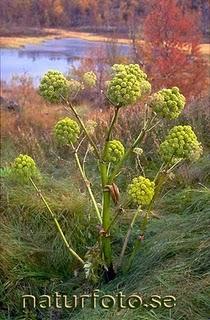 Aceite Esencial de Angélica