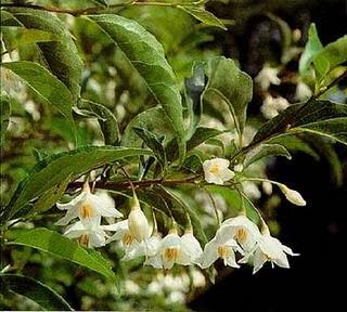 Aceite esencial de Benjuí