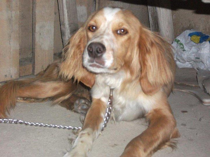 Rico, Roro, setter en Cáceres ... tristeza , miedo y ....