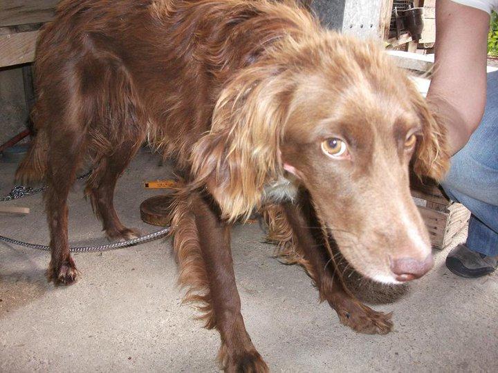 Rico, Roro, setter en Cáceres ... tristeza , miedo y ....