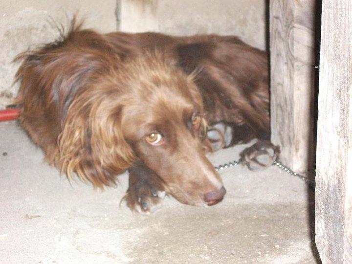 Rico, Roro, setter en Cáceres ... tristeza , miedo y ....