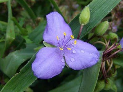 Tradescantia virginiana