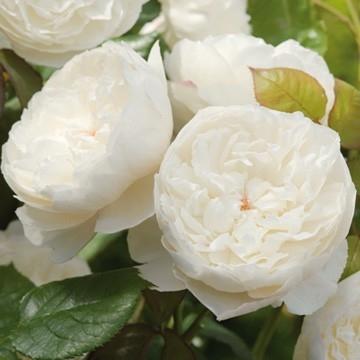 Nuevas rosas de David Austin, temporada 2011-2012