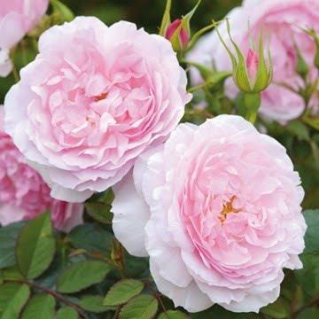 Nuevas rosas de David Austin, temporada 2011-2012