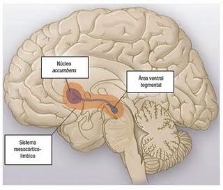 centros cerebrales activos nicotina