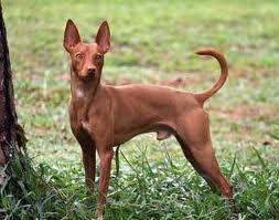 De votos hablamos....