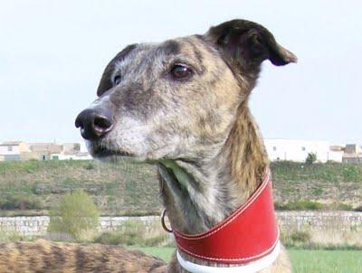 De votos hablamos....