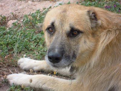 ADAM ABANDONADO ATADO A UN ÁRBOL. CARTAGENA (MURCIA) URGENTE!!!