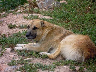 ADAM ABANDONADO ATADO A UN ÁRBOL. CARTAGENA (MURCIA) URGENTE!!!