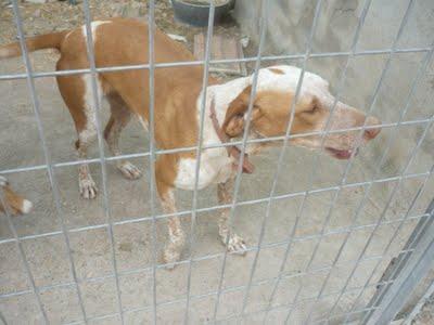 LUISA, LA PERRITA INVISIBLE PARA TODOS.