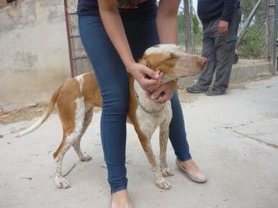 LUISA, LA PERRITA INVISIBLE PARA TODOS.