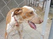 Luisa, perrita invisible para todos.