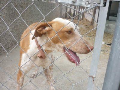 LUISA, LA PERRITA INVISIBLE PARA TODOS.