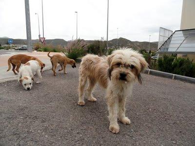 MURCIA: CACHORROS EN LA CALLE PRECIOSOS‏. (MURCIA)