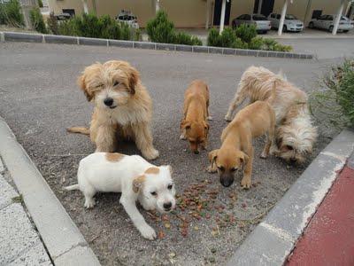 MURCIA: CACHORROS EN LA CALLE PRECIOSOS‏. (MURCIA)