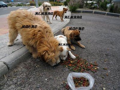 MURCIA: CACHORROS EN LA CALLE PRECIOSOS‏. (MURCIA)