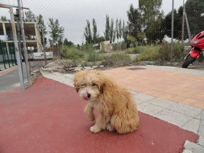 MURCIA: CACHORROS EN LA CALLE PRECIOSOS‏. (MURCIA)
