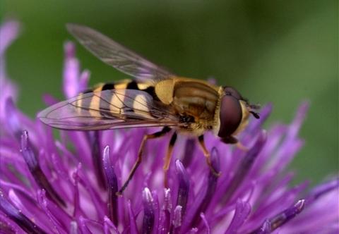 Vota al PNC , ese si que vale la pena
