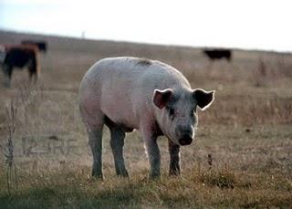 Vota al PNC , ese si que vale la pena