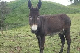 Vota al PNC , ese si que vale la pena