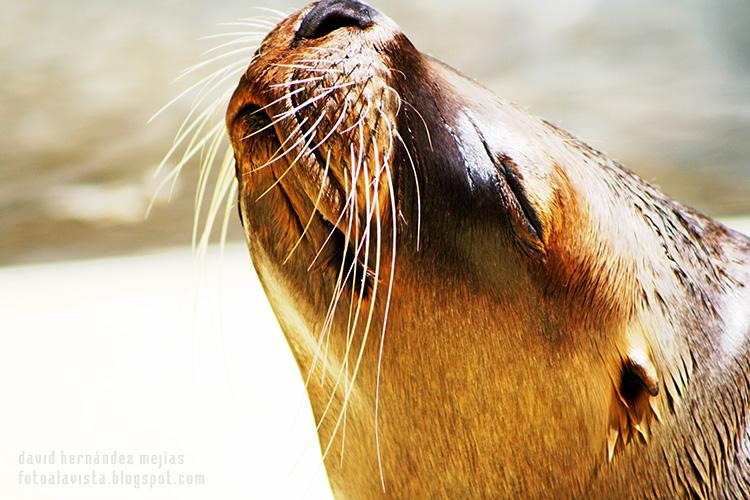 Primer plano de la cabeza de un león marino tomando el sol en el zoo de Madrid