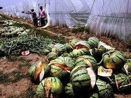 Las Sandías Explosivas