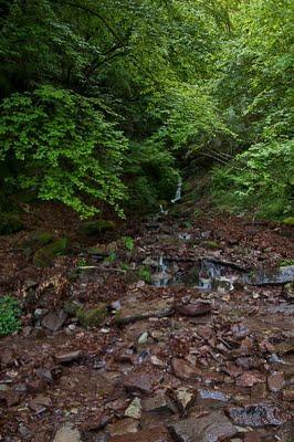 El Carácter de un bosque