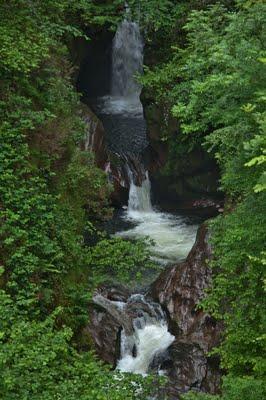El Carácter de un bosque