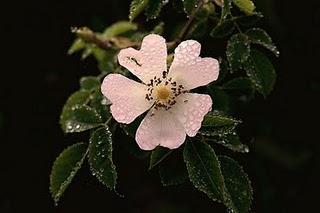 El Carácter de un bosque