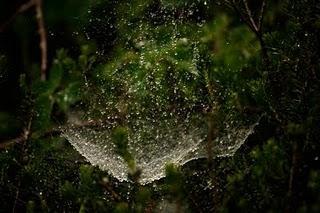 El Carácter de un bosque