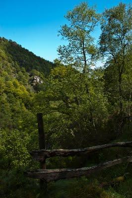 El Carácter de un bosque