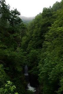 El Carácter de un bosque
