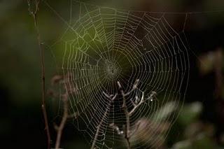 El Carácter de un bosque