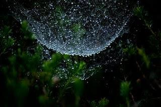 El Carácter de un bosque