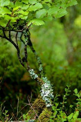 El Carácter de un bosque