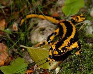 El Carácter de un bosque