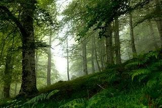 El Carácter de un bosque