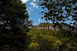 El Carácter de un bosque