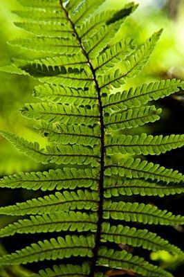 El Carácter de un bosque